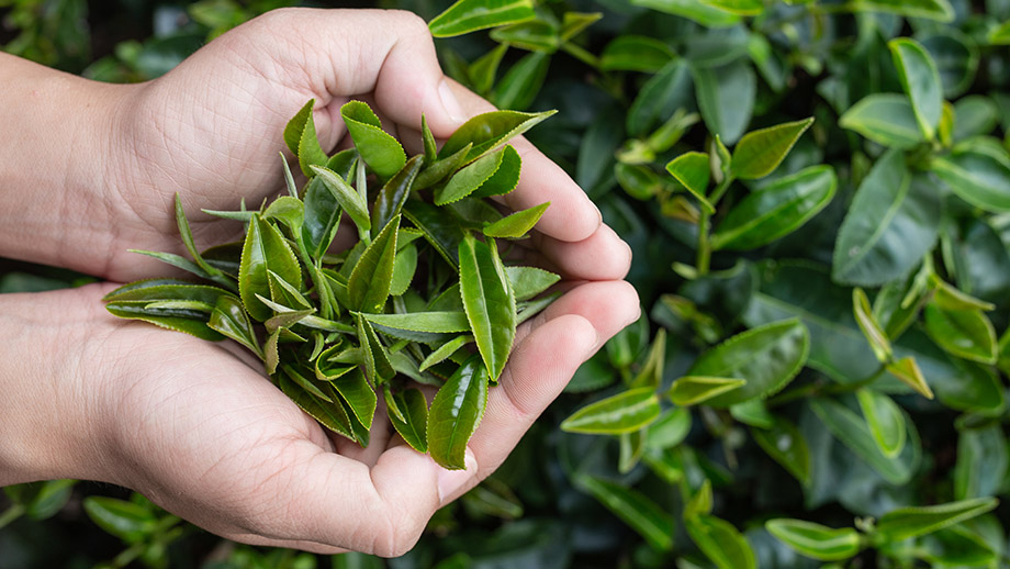 گیاه کاملیا سیننسیس یا همان برگ گیاه چای 
